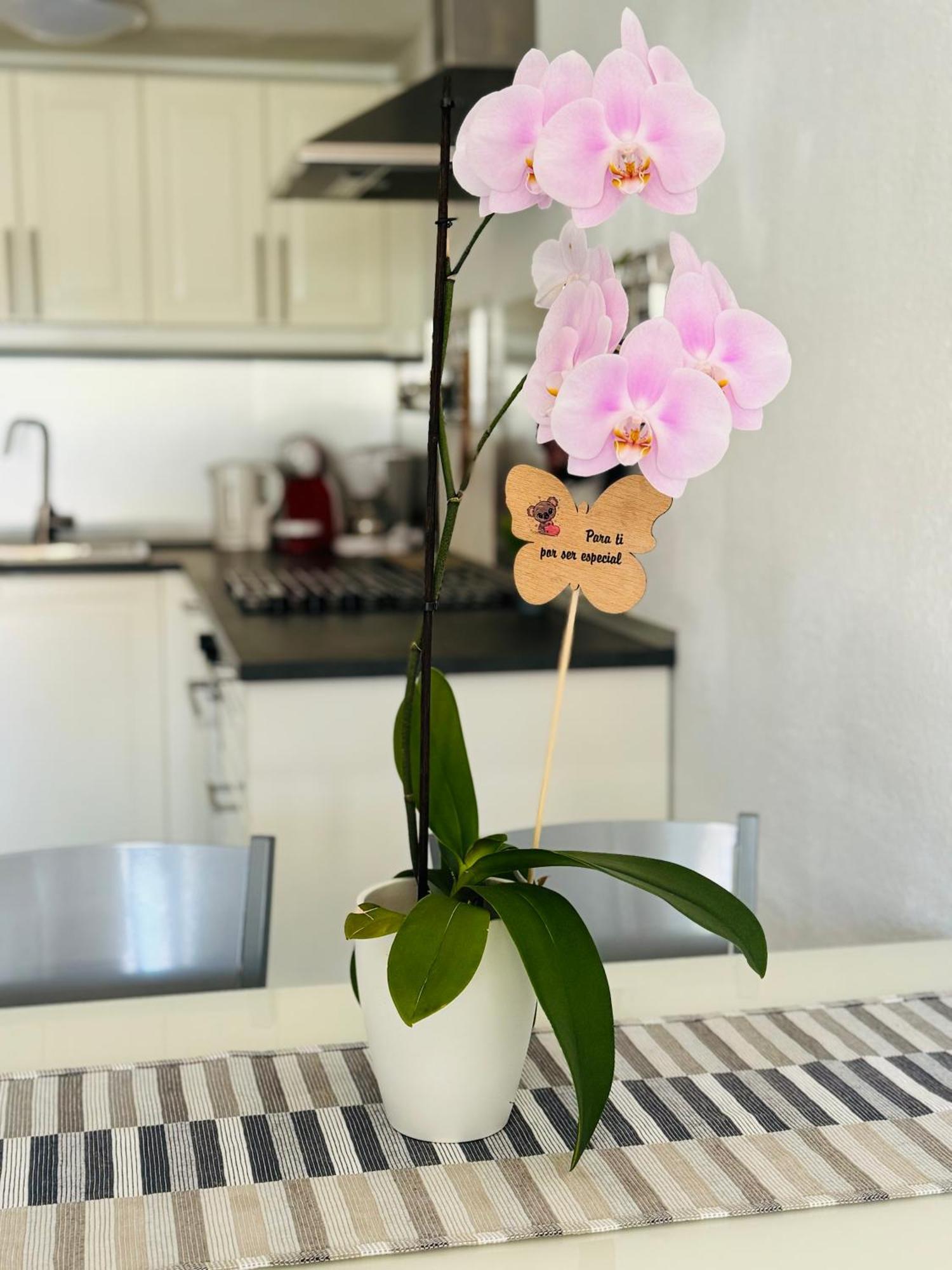 מספאלומס Bungalow Casita מראה חיצוני תמונה